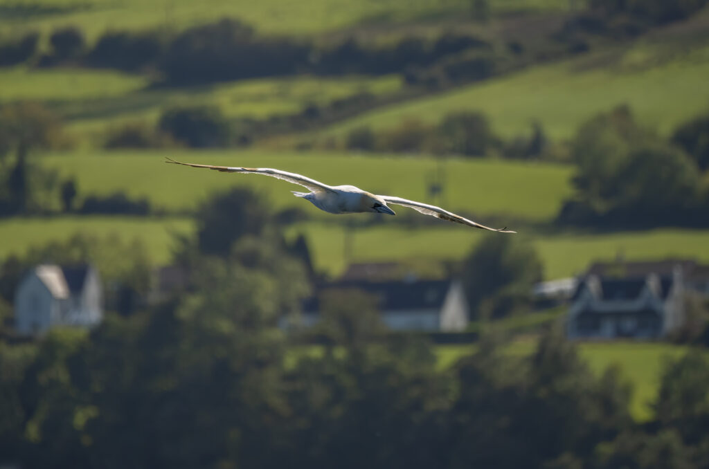 Photo of a gannet in flight with houses and green fields and trees in the background