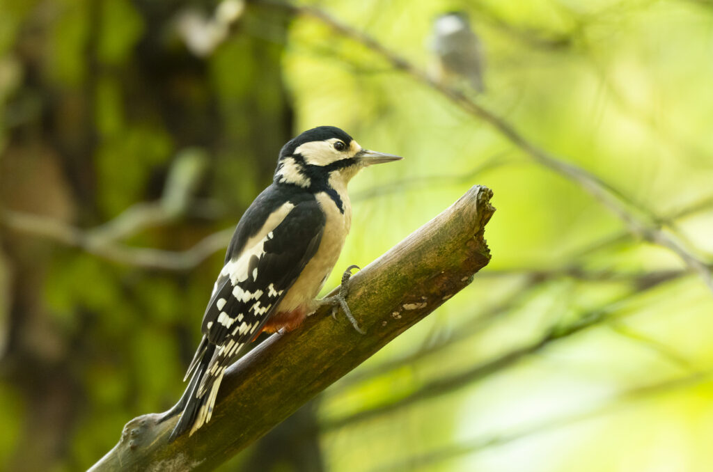 Photo of a great spotted woodpecker perched on a broken branch in woodland