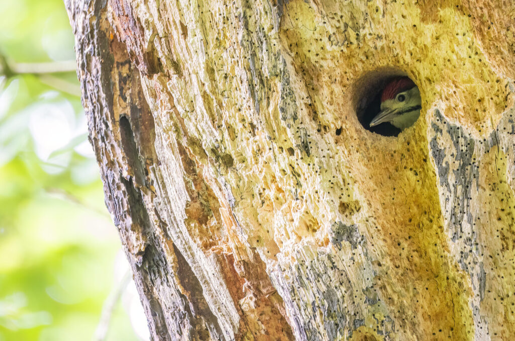 Photo of a great spotted woodpecker chick looking out of a hole in a tree