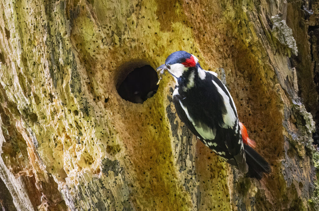 Photo of a male great spotted woodpecker with invertebrates in its beak in front of a hole in a tree