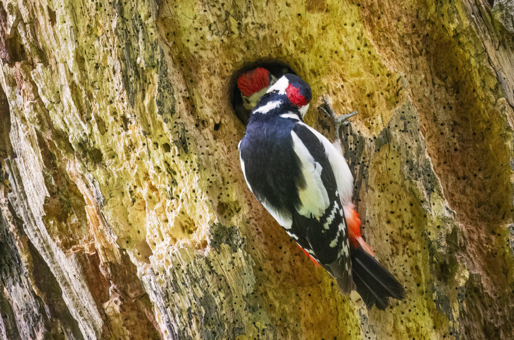 Photo of a male great spotted woodpecker feeding its chick through a hole in a tree