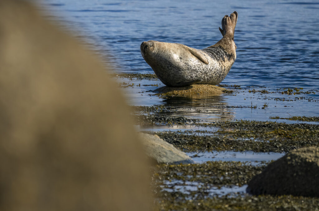 Photo of a harbour seal hauled out on a rock with its tail and head pointing upwards