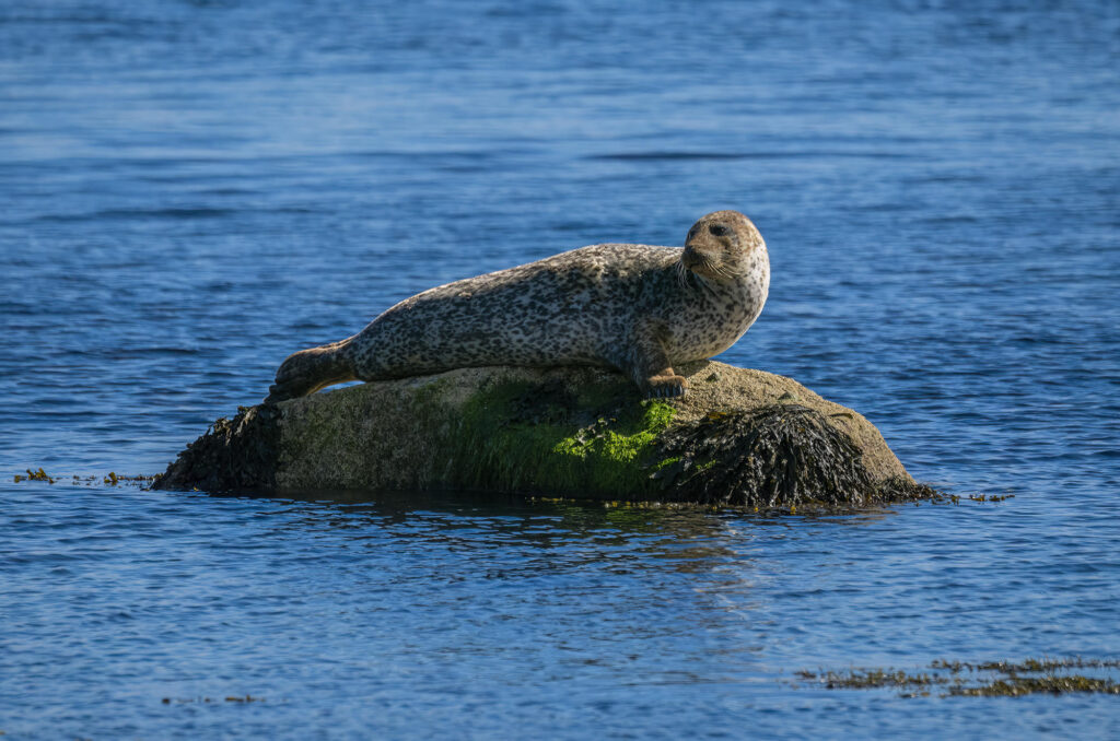 Photo of a harbour seal hauled out on a rock