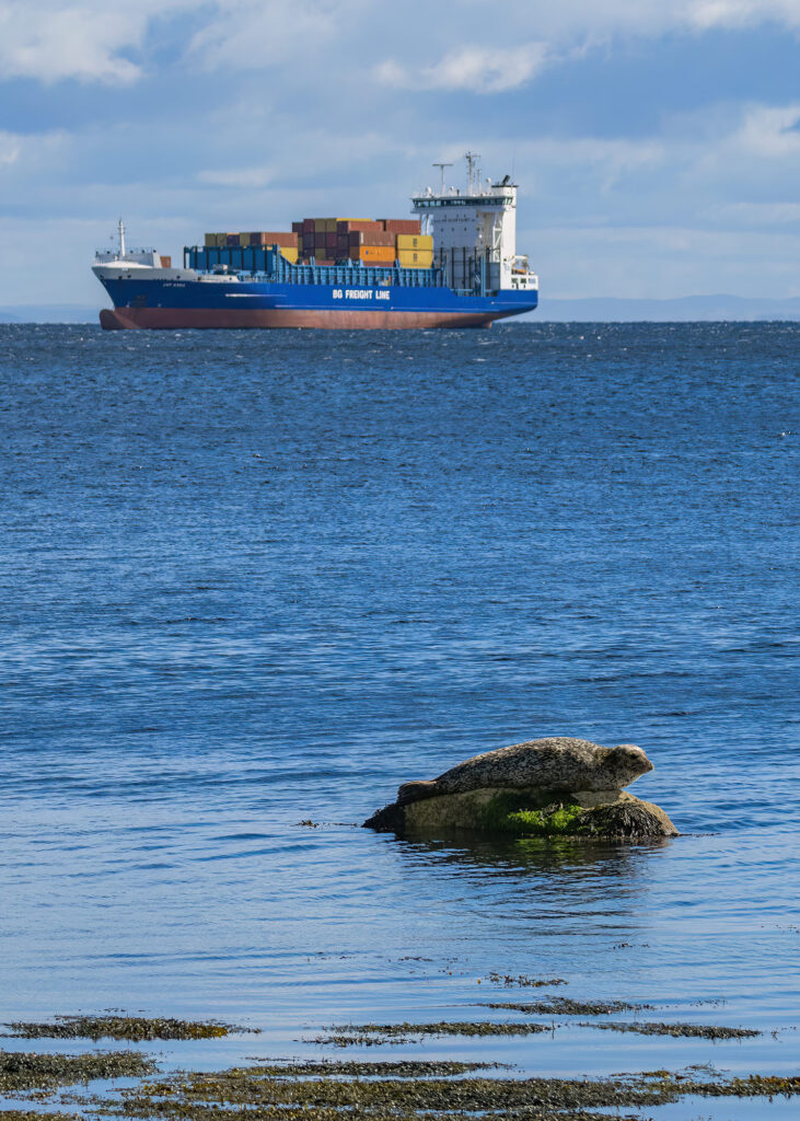 Photo of as harbour seal hauled out on a rock with a cargo ship in the background