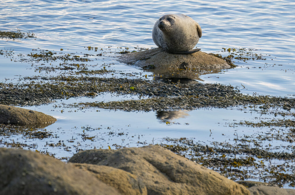 Photo of a harbour seal hauled out on a rock