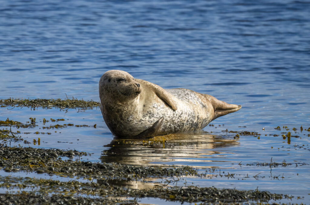 Photo of a harbour seal hauled out on a rock