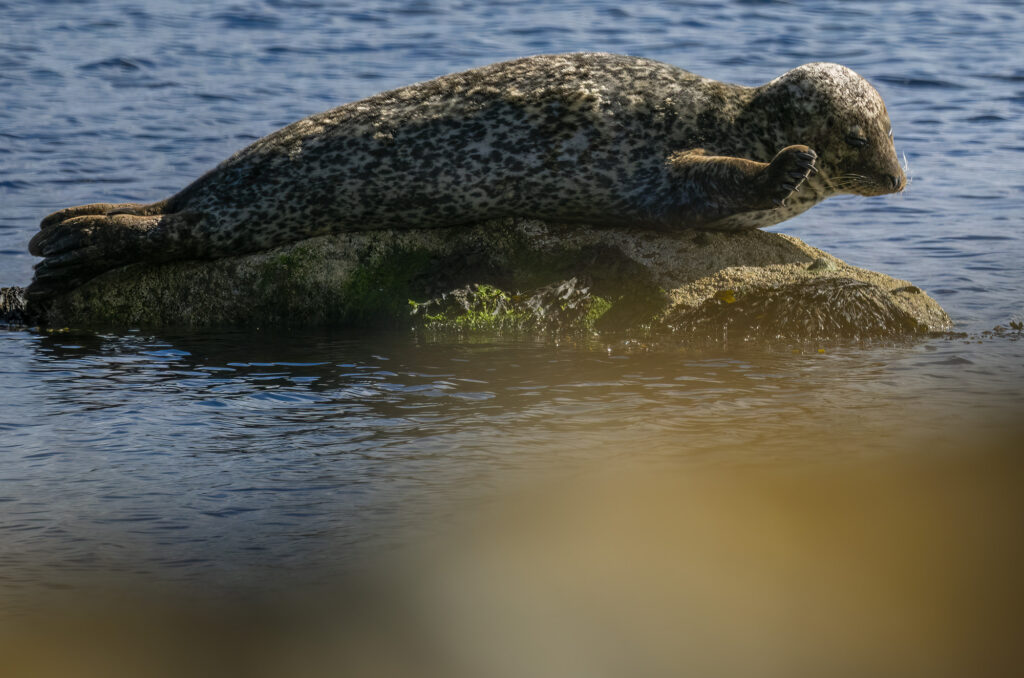 Photo of a harbour seal hauled out on a rock scratching itself