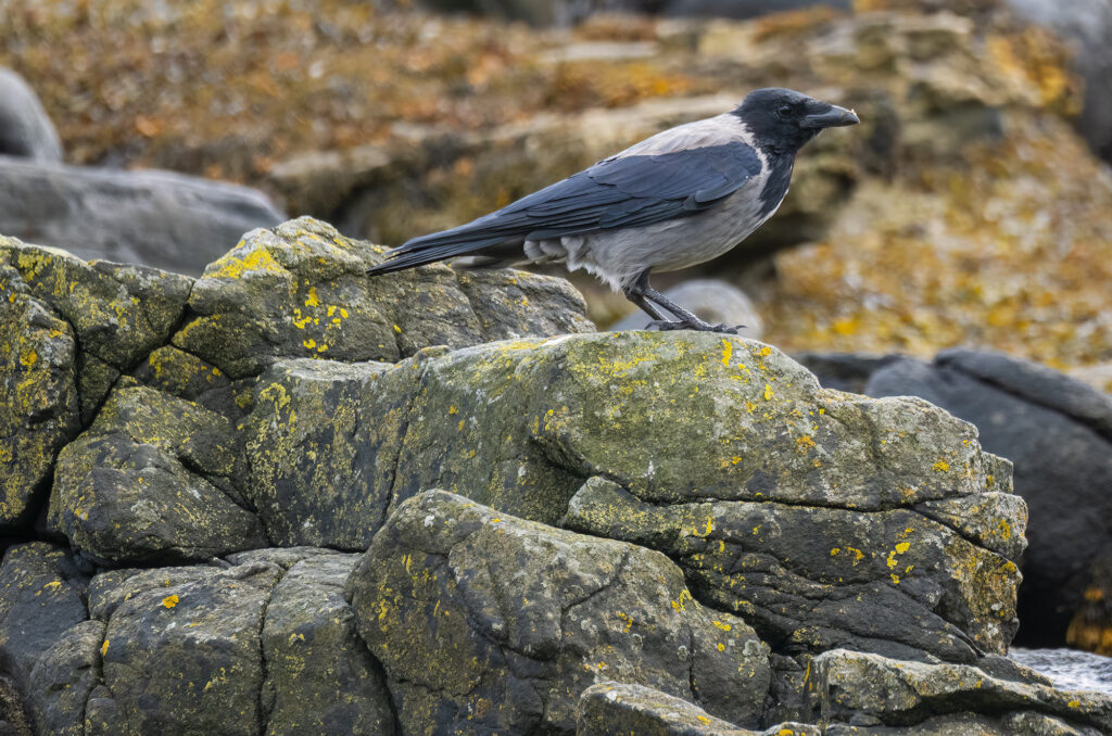 Photo of a hooded crow perched on a rock