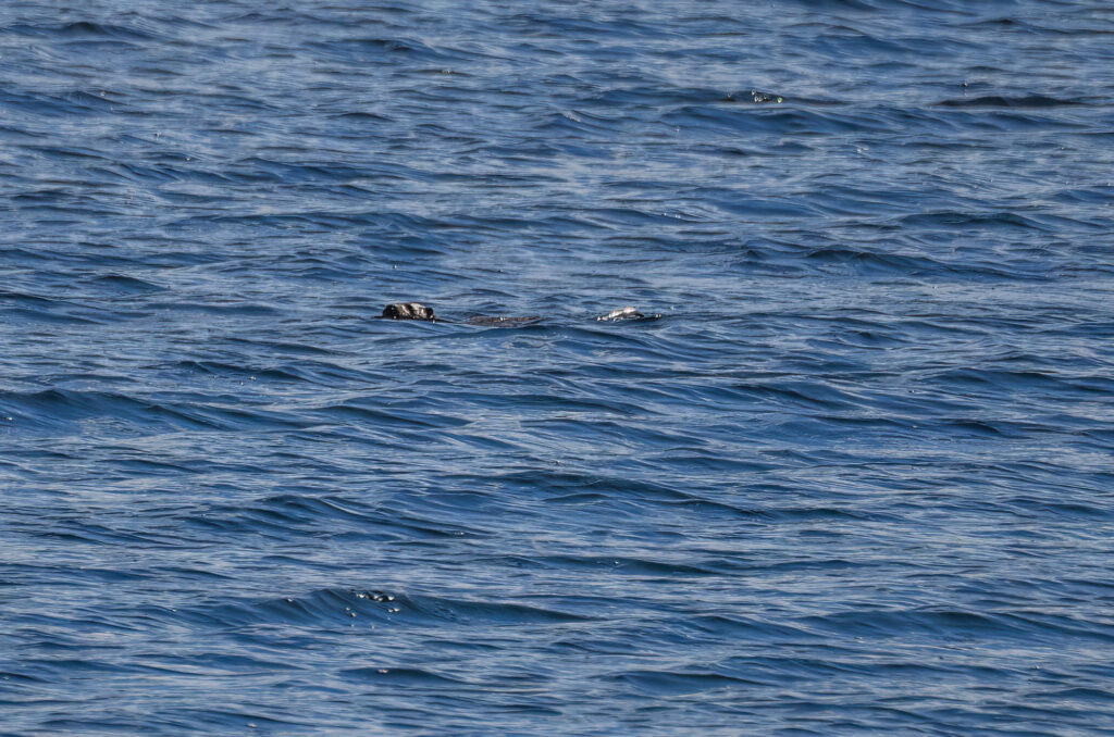 Photo of an otter swimming in the distance