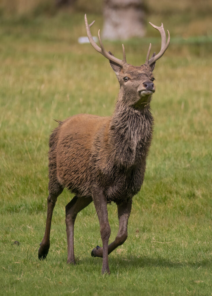 Photo of a red deer stag trotting with his head held high