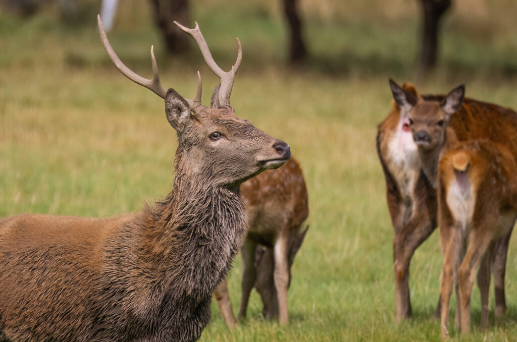 Photo of a red deer stag with a hind and calves in the background