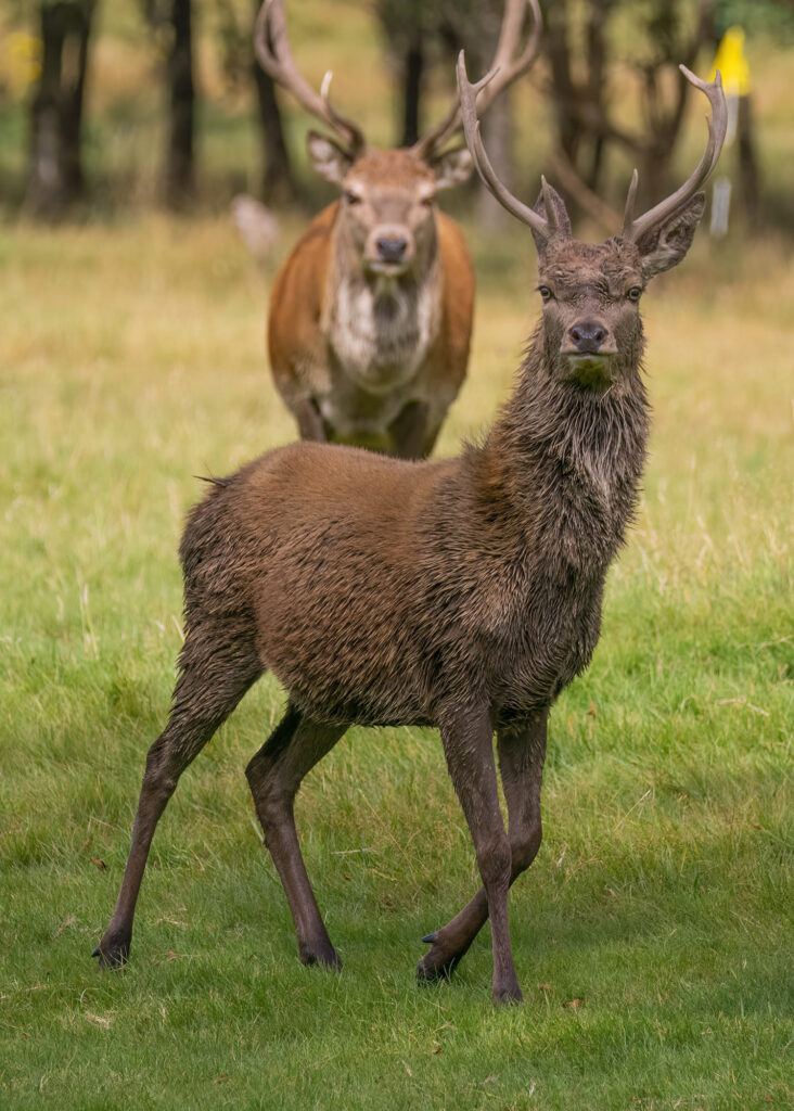 Photo of a red deer stag trotting with a larger stag in the background