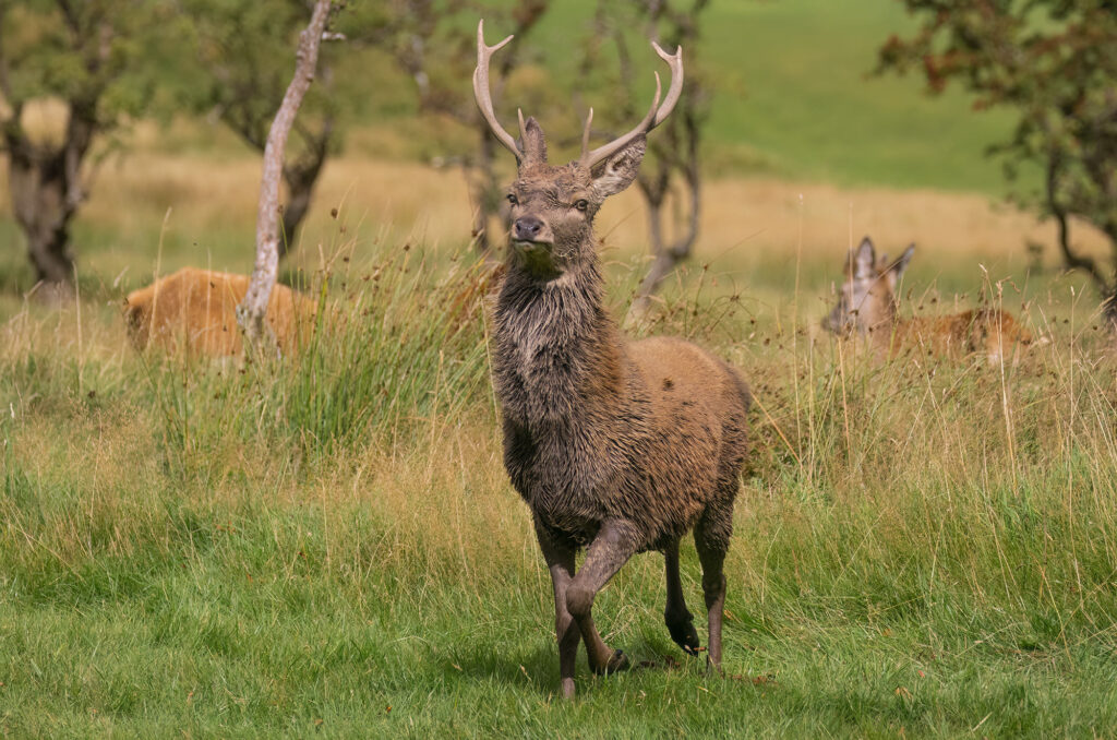 Photo of a red deer stag trotting with hinds in the background