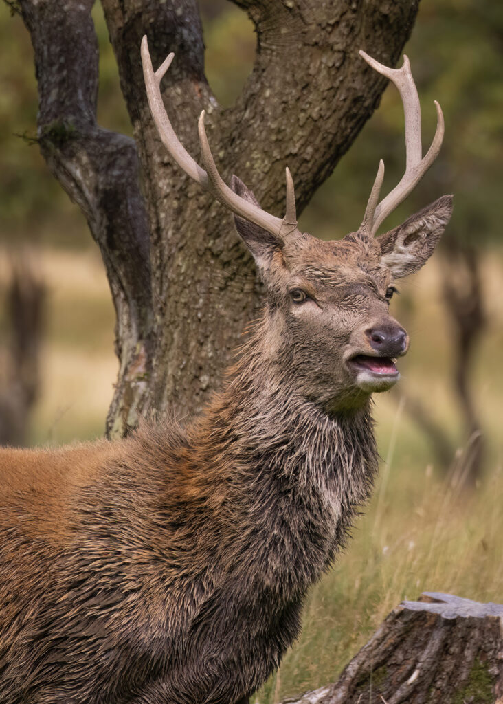 Photo of a red deer stag with its mouth open