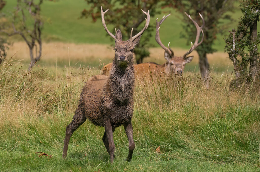 Photo of a young red deer stag with a larger stag in the background