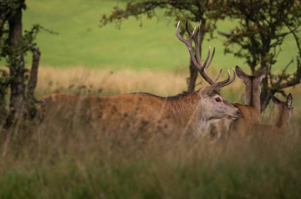 Photo of a red deer stag walking through long grass with a hind and calf