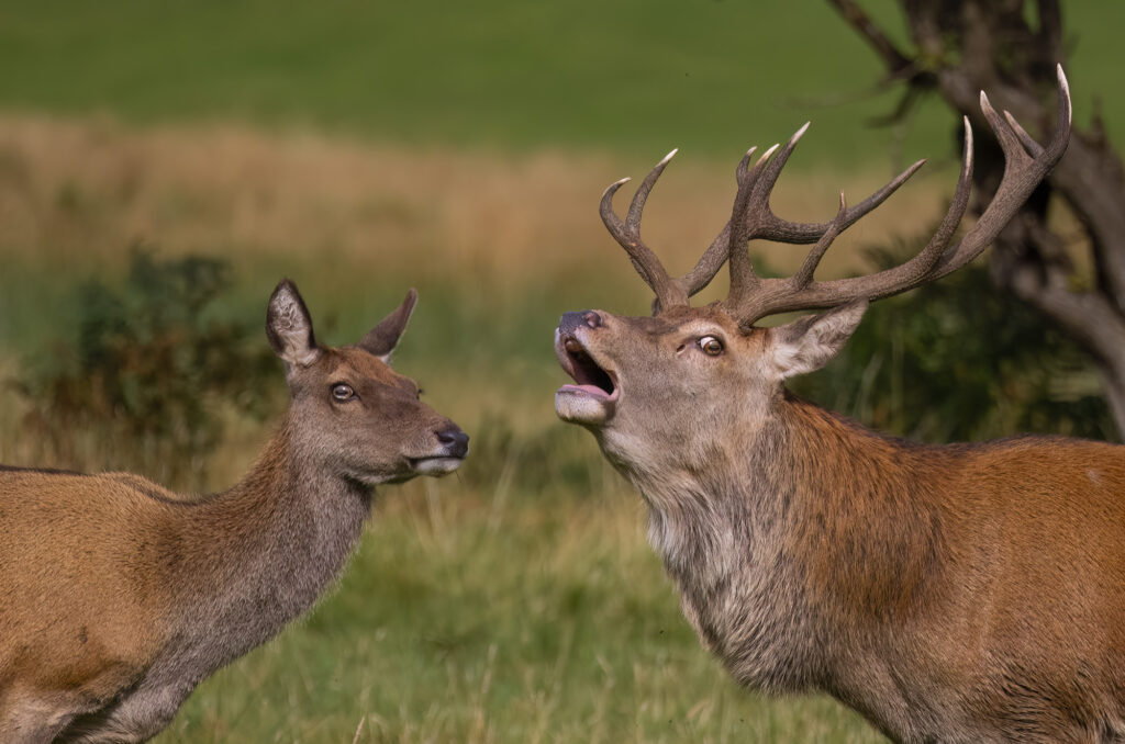 Photo of a red deer stag bellowing next to a hind