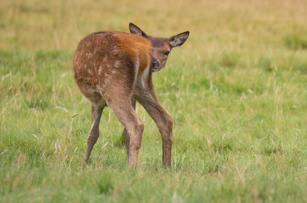 Photo of a red deer calf grooming itself