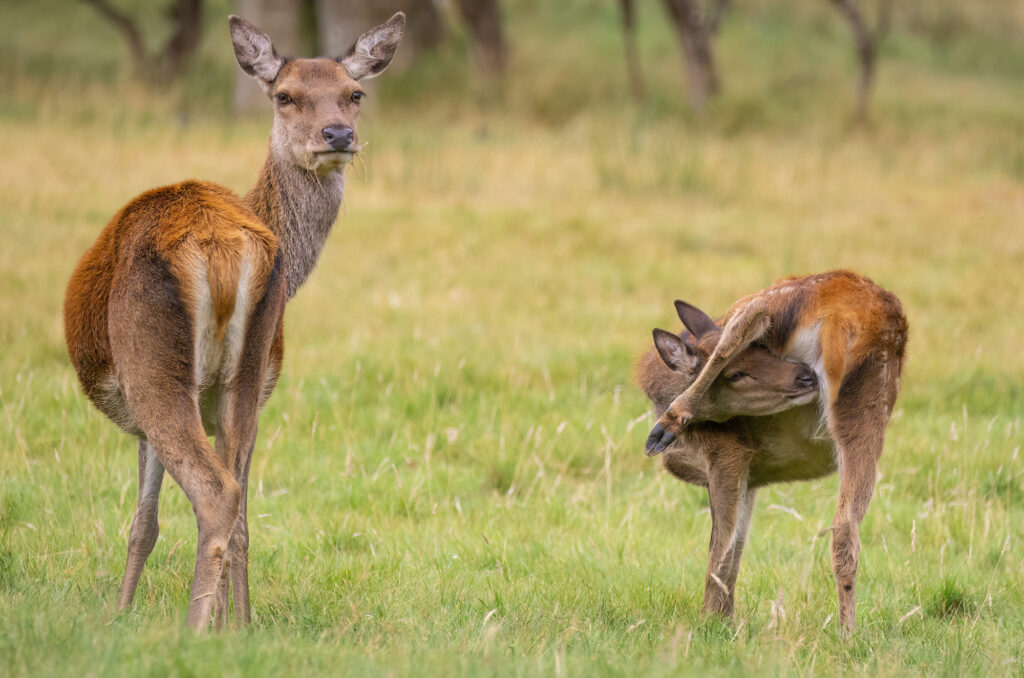 Photo of a red deer hind standing next to her calf which is grooming itself