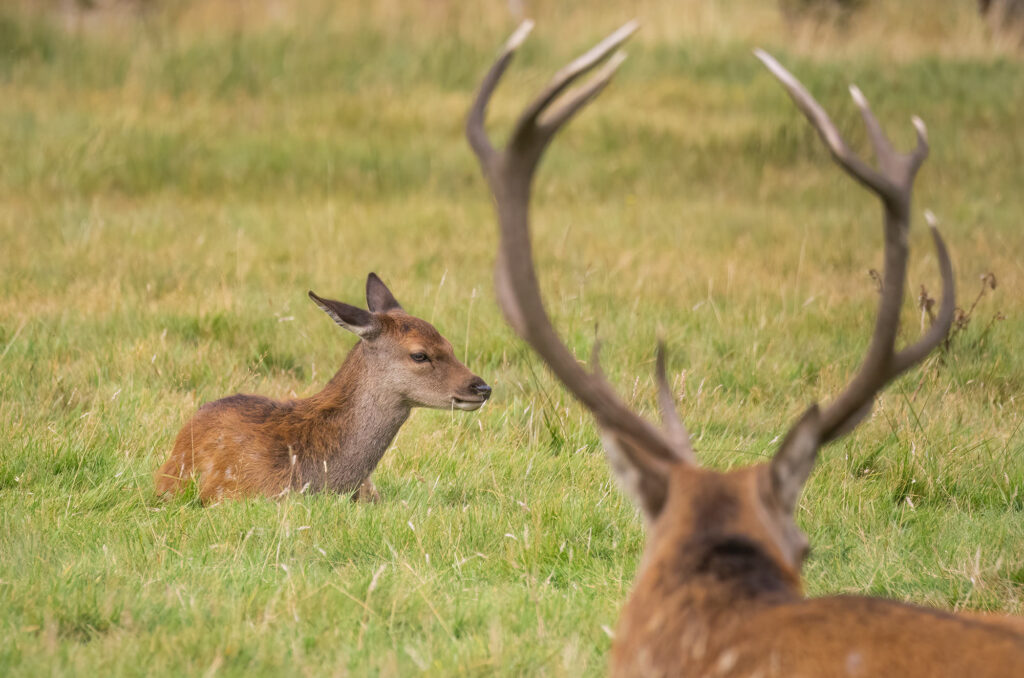 Photo of a red deer calf sitting on the grass with a stag in the foreground