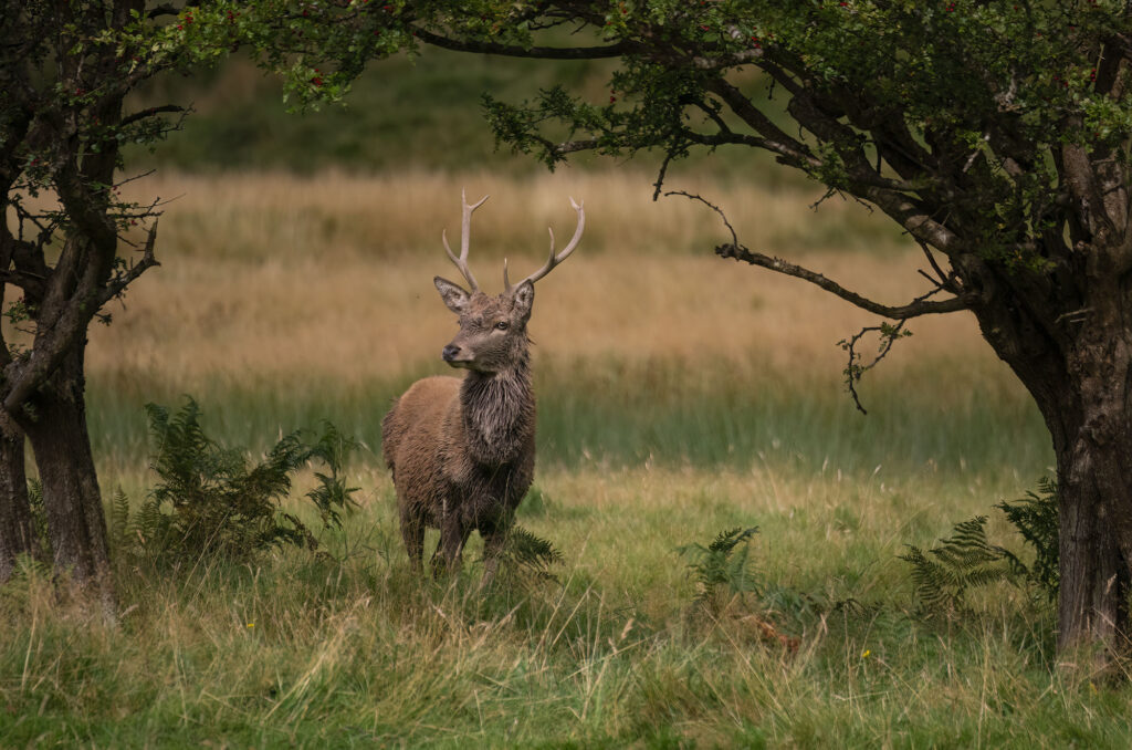 Photo of a red deer stag standing in long grass and bracken