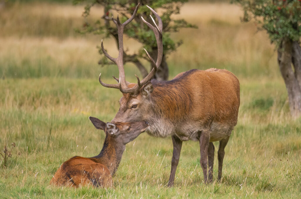 Photo of a red deer stag and hind nuzzling each other