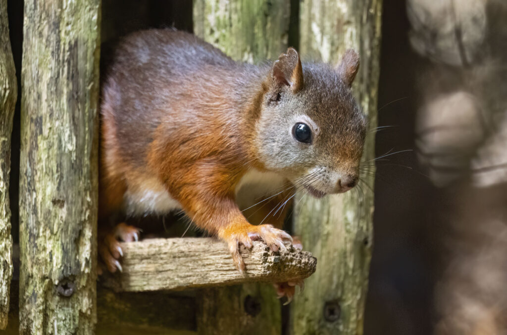 Photo of a red squirrel exiting a feeder at Brodick Castle on Arran