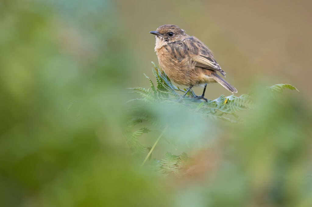 Photo of a stonechat perched on bracken