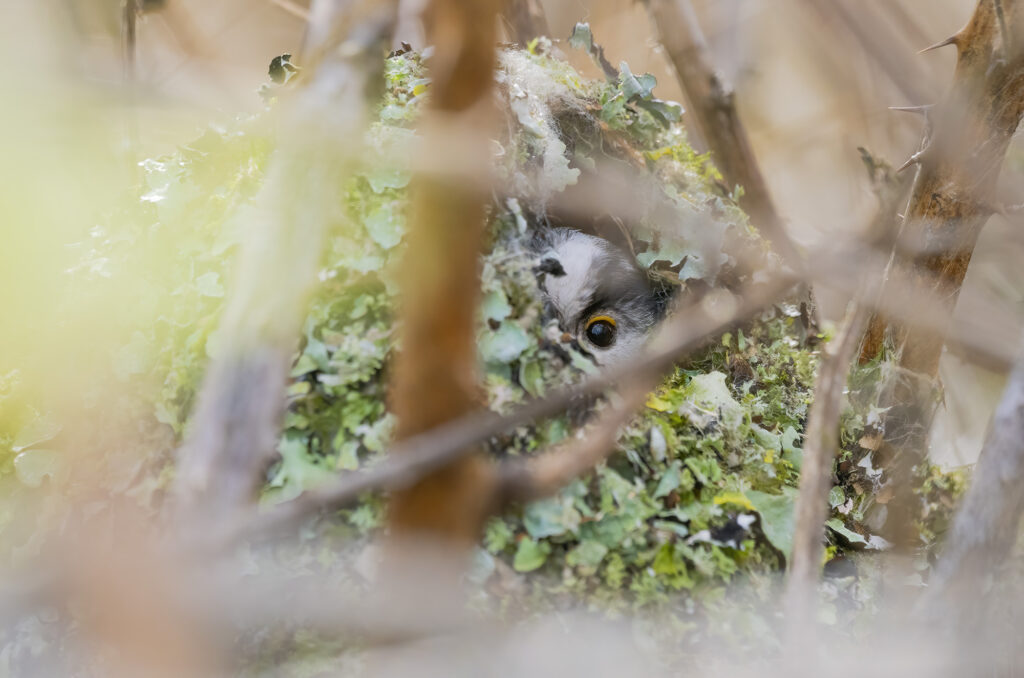 Long tailed tit in its nest looking out of the hole