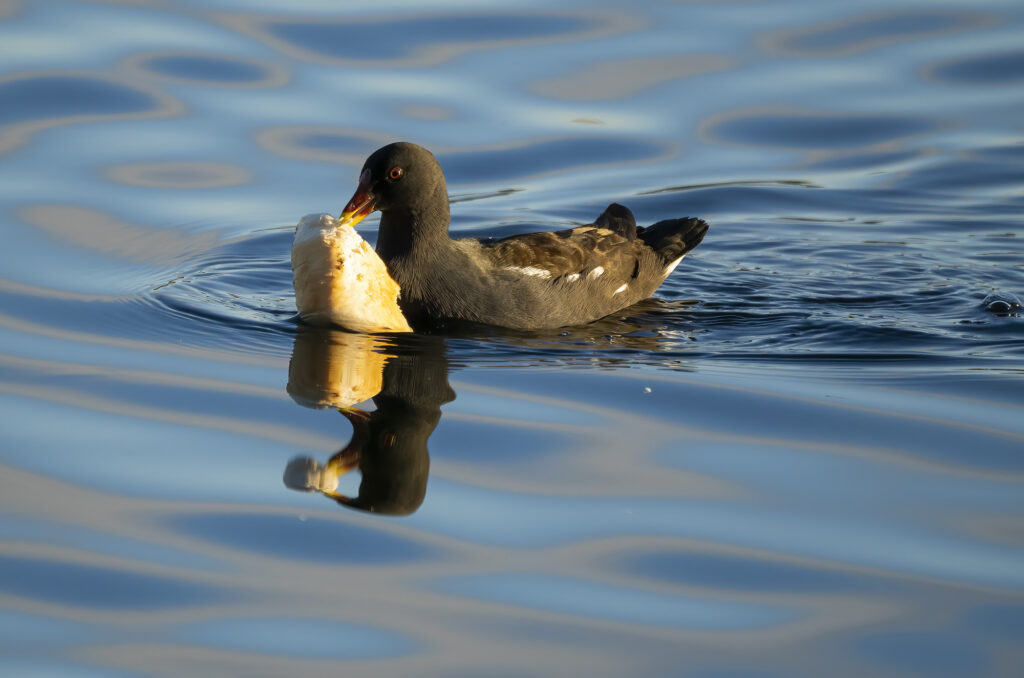 Photo of a moorhen swimming while carrying a piece of roll in its beak