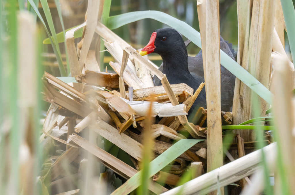 Photo of a moorhen sitting on a nest of reeds