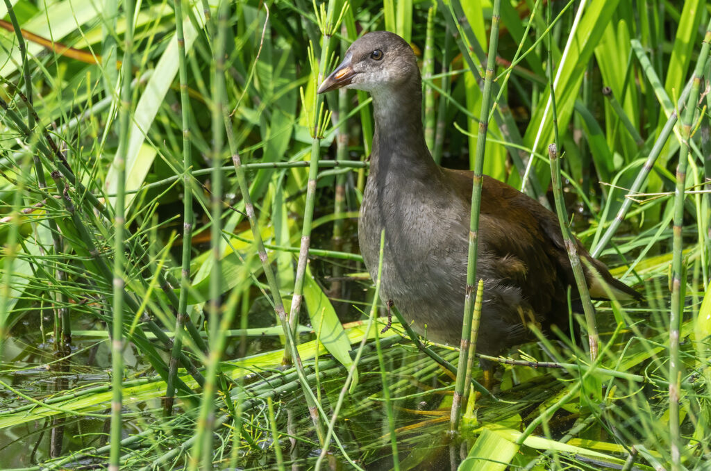 Photo of a juvenile moorhen emerging from reeds