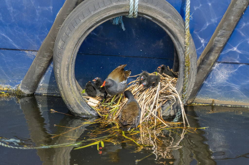 Photo of moorhen parents tending to their chicks at the nest, which is in a tyre hanging from a barge