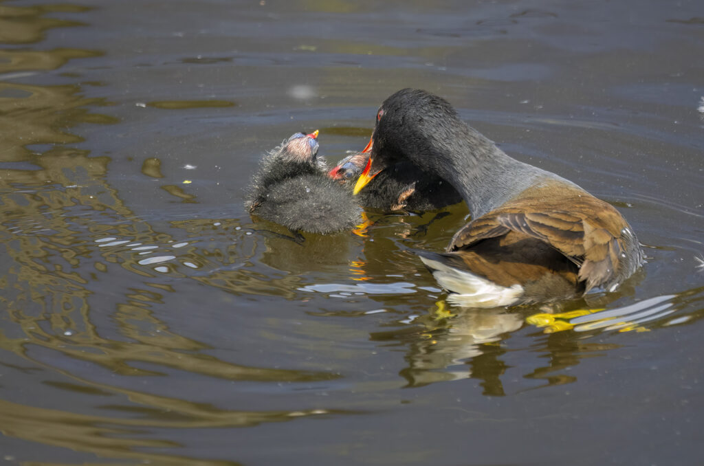 Photo of a moorhen parent grabbing one of its chicks using its beak