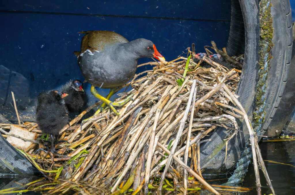 Photo of a moorhen parent tending to its chicks at the nest, which is in a tyre hanging from a barge