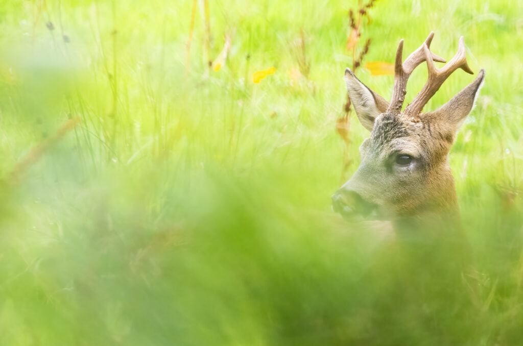 Photo of a roe buck with out of focus foliage in the foreground