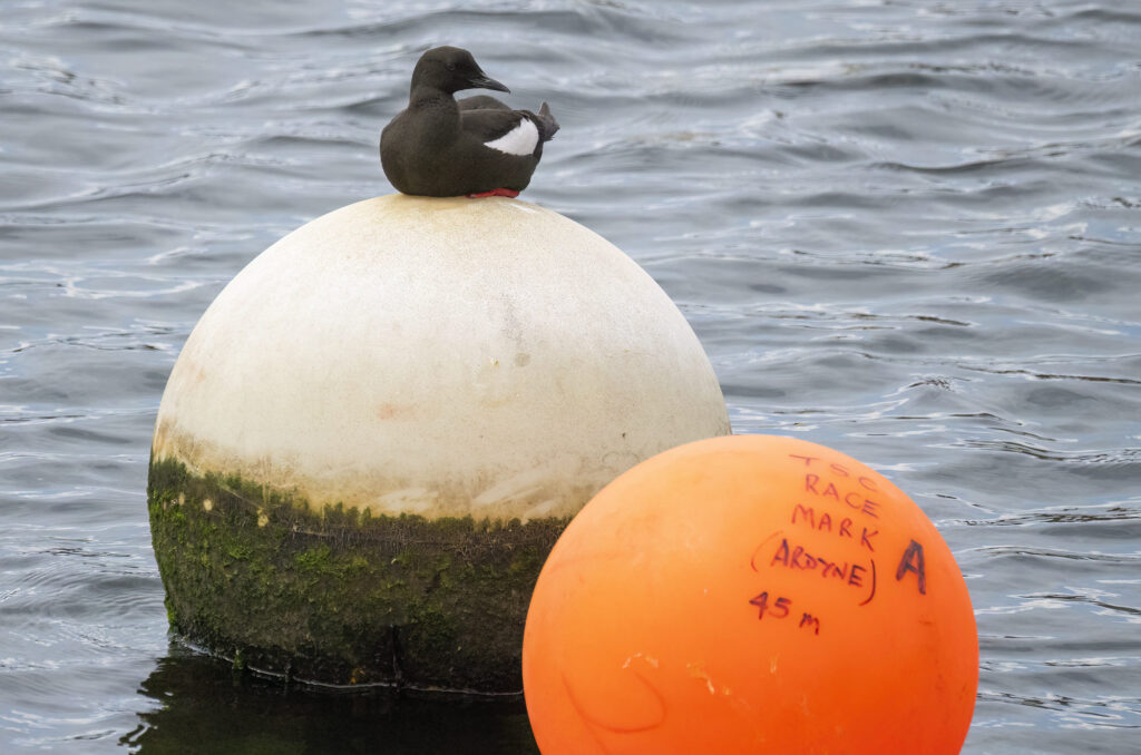 Photo of a black guillemot sitting on a float