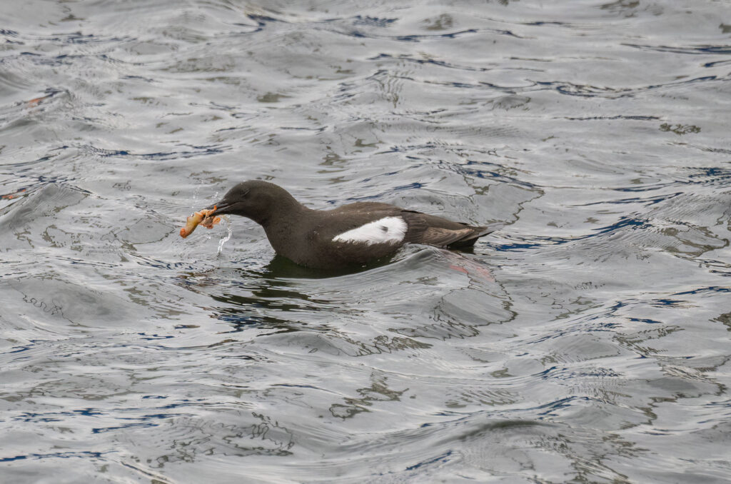 Photo of a black guillemot shaking the food in its beak with its eyes shut