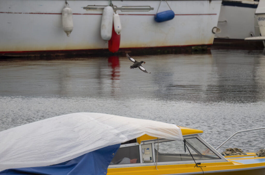 Photo of a black guillemot flying near moored boats with food in its beak