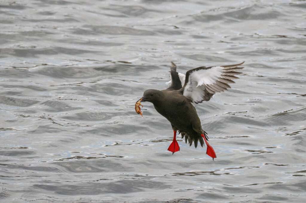 Photo of a black guillemot about to land on the surface of the water with food in its beak