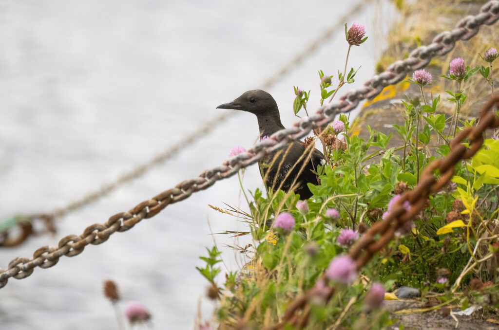 Photo of a black guillemot perched on a harbour wall