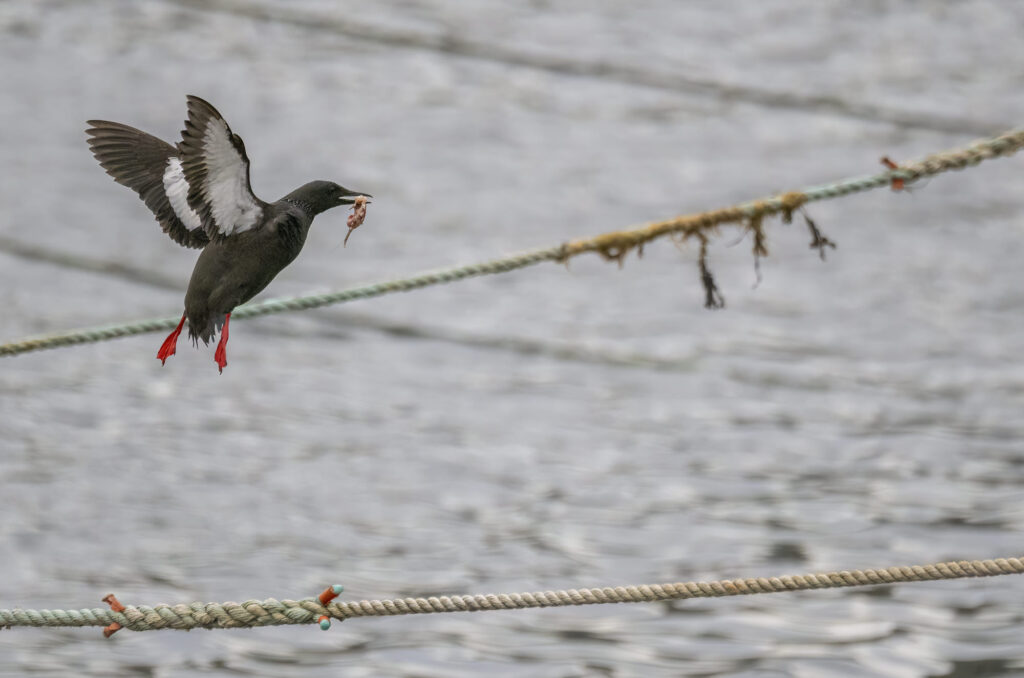 Photo of a black guillemot flying towards its nest with food in its beak