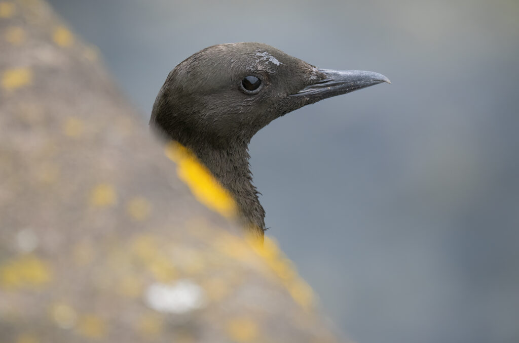 Photo of a black guillemot poking its head out of a hole in the harbour wall