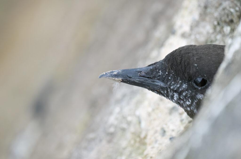 Photo of a black guillemot poking its head out of a hole in the harbour wall