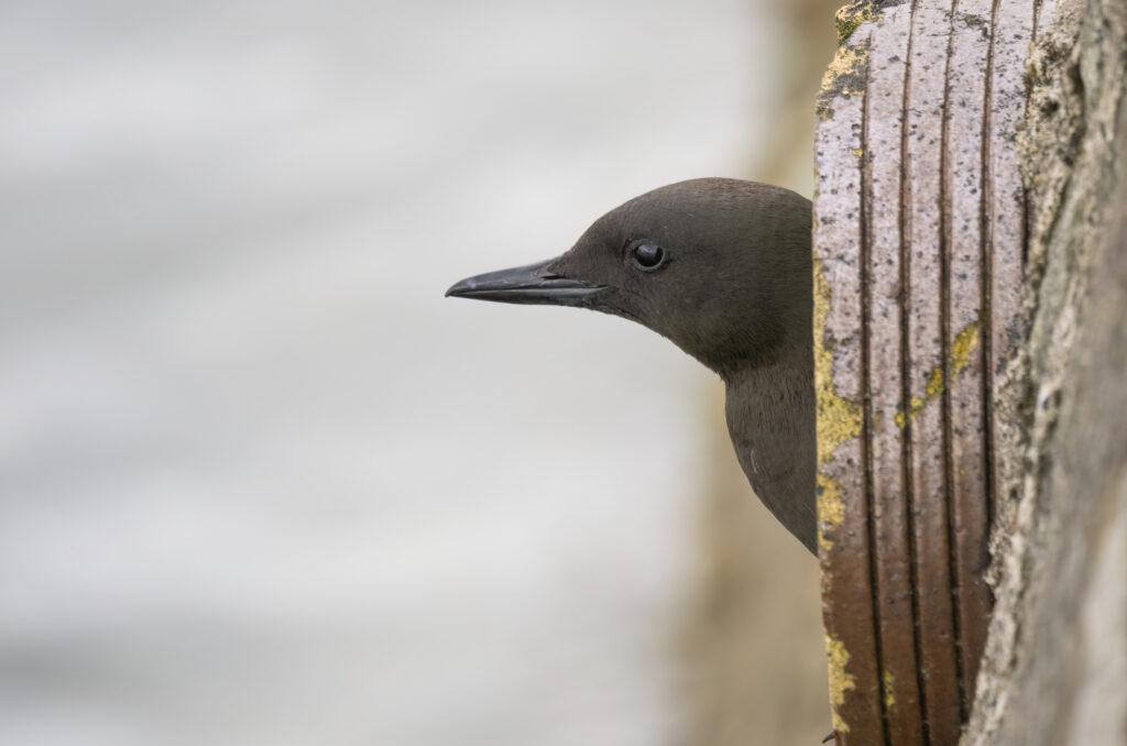 Photo of a black guillemot poking its head out of a hole in the harbour wall