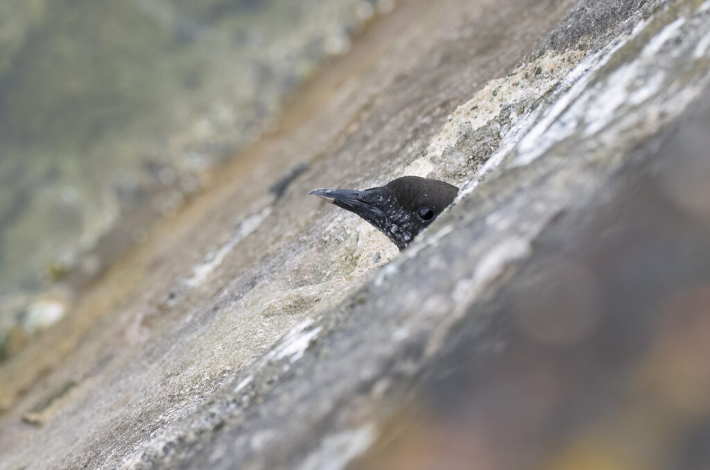 Photo of a black guillemot poking its head out of a hole in the harbour wall