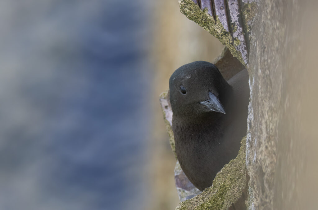 Photo of a black guillemot poking its head out of a hole in the harbour wall