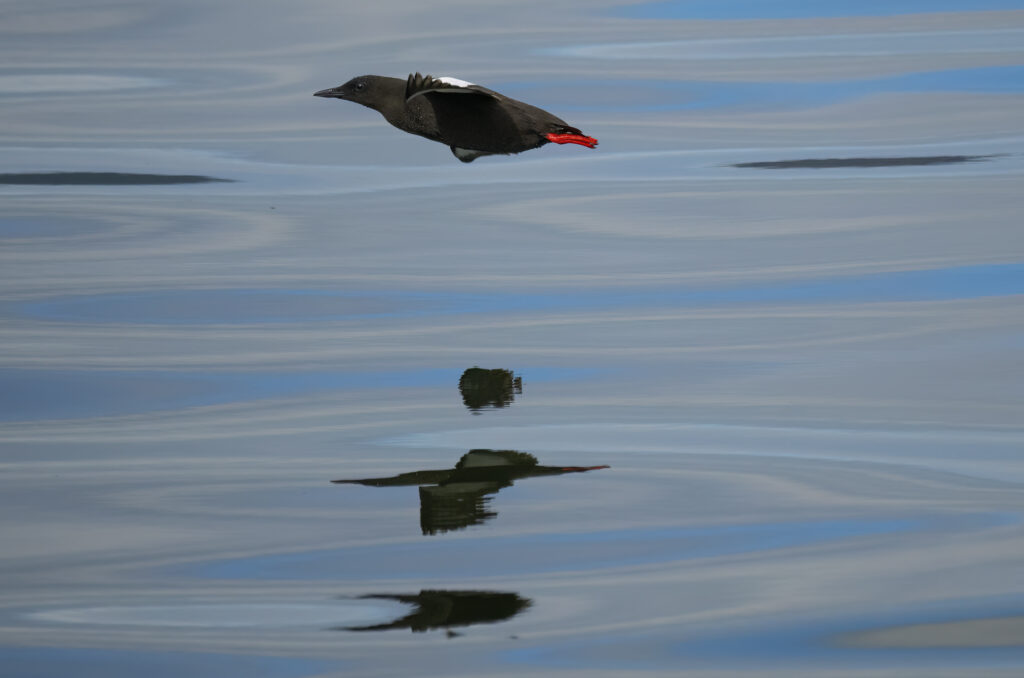 Photo of a black guillemot flying above the water