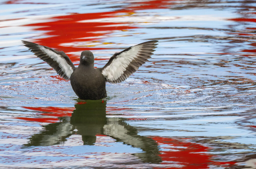 Photo of a black guillemot on the surface of the water flapping its wings