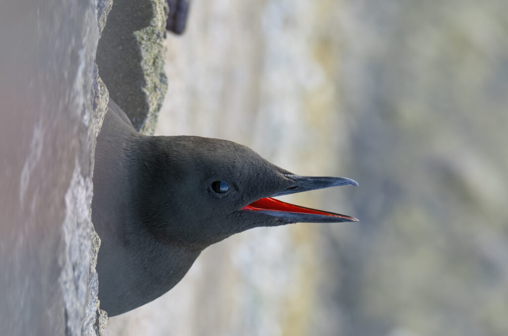 Photo of a black guillemot poking its head out of a hole in the harbour wall with its beak open